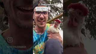 Kalan at The Rylee Ranch: Welcoming some new chickens to the farm!
