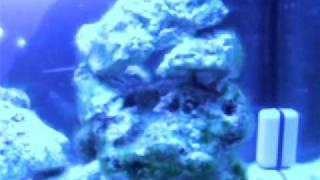 NPX Bio Pellets - Day 1
