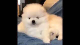 Cute Pomeranian ##cutiepie#maymoo