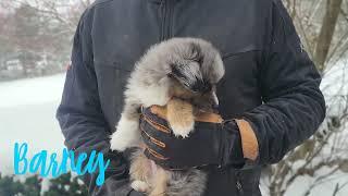 Barney the Toy Aussie