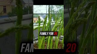 The Truth About Growing Asparagus 