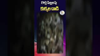 గొర్రె పిల్లలపై కుక్కల దాడి