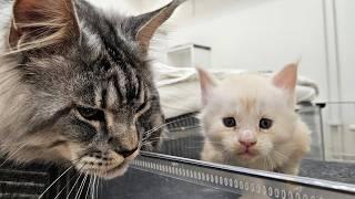 Dad Cat Meets His Kittens!