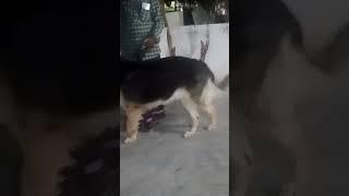 cute dog 