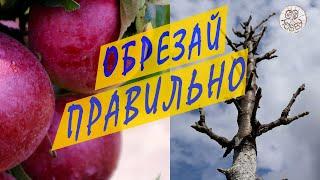 КОЛОННОВИДНЫЕ ЯБЛОНИ ЗАВАЛИЛИ УРОЖАЕМ Правила обрезки колоновидных яблонь! 13 живых примеров обрезки