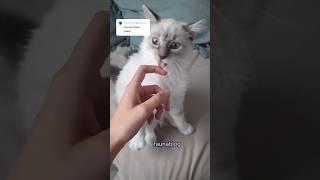 Sacred BirmanThe BlueEyed Fluffball#SacredBirman #BirmanCat #CatFacts #BlueEyedCat #TempleCat#fyp