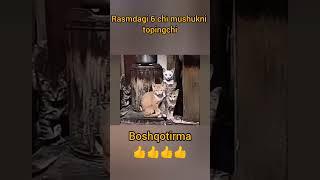 Boshqotirma
