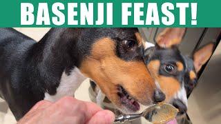 Basenji Dinner Time Feast with Zinga and Zulu ️