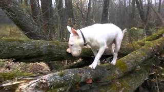 Bull Terrier to hunt in the forest.