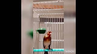 Гибрид щегол канарейка / goldfinch canary hybrid