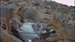 Fox family enjoys cool ice water in record heat!