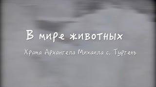 "В мире животных" Храма Архангела Михаила