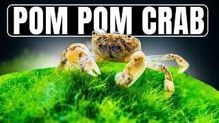 Keeping Pom Pom Crabs (and Why You Should!)