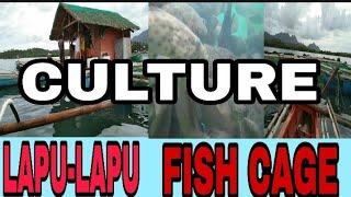 Lapu-Lapu Fish Cage || Culture Fish Cage farming in Samar