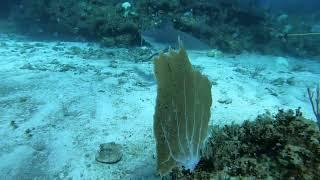 Scuba diving Cayo largo. October 2023