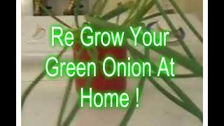 Grow Food from a Grocery Store !