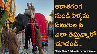 Tirumala Priests Bringing Holy Water From Akasha Ganga Theertham Sitting Atop Elephant