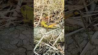 BELALANG (nama lokal : buntak entomu)  #hewanliar #insects #jenisbaru #hewanpeliharaan