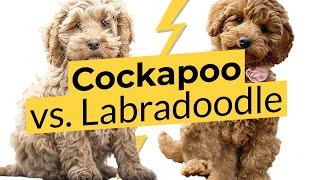 Cockapoo vs. Labradoodle  Breed Comparison   2023 