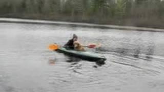 dovekie swims