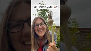 Why cure garlic? #growveg #gardening #kitchengarden