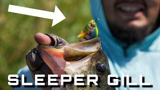 Megabass Sleeper Gill!! The Hottest Lure On The Market Catches Big Fish!