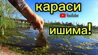 Рыбалка на карася! Караси на донку на реке Ишим! river fideer fishing