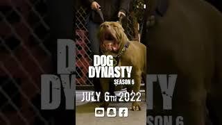 Get Ready For Brand New Dog Dynasty - Season 6! #shorts #dogdynasty #ddk9s #ytshorts #comingsoon