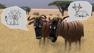 Savanna version - Wildebeest from Birdbox Studio