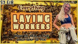 Do You Have Laying Workers? This Is HOW To Fix Them / Beekeeping 101 #beekeeping