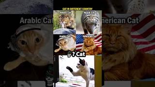 Suspicious Cat 