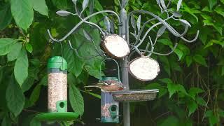 Birdies at the feeder