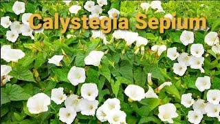 Calystegia Sepium | Calystegia Sepium Invasive | Bindweed Calystegia Sepium | invasive Species