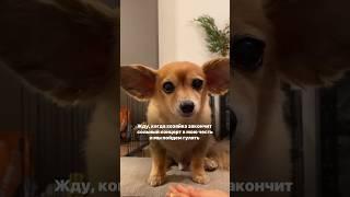 МАТЬ, ВЫВЕДИ ПОГУЛЯТЬ  #ветклиника #собака #тренд #юмор #прикол #приколысживотными #питомцы