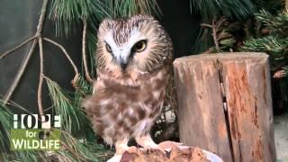 Help Hope for Wildlife Raise the Roof For Wildlife!
