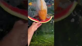 Watermelon for the Koi Fish!