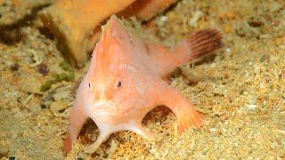 Discovery of a Pink Handfish