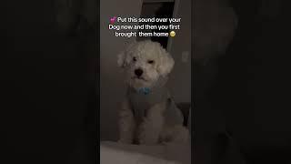 The cutest thing you’ll see today #doglover #maltipoo #thenandnow