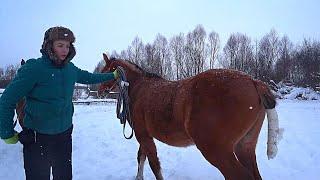 Что с жеребенком после кастрации?