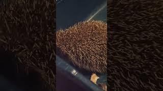 В гости пришёл....
