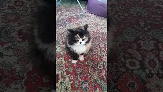 Котище #сказка #юмор #прикол #смех