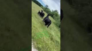 They really be excited to eat #limousincattle #cow #music