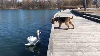 Airedale Fights Swan