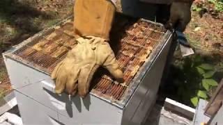 Bees in a Minute #11: Queen Excluder