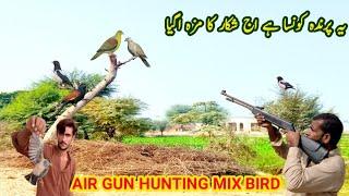 dove hunting with airgun | air gun hunting | bird hunting | air gun hunting birds very munda