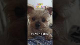 자고 일어나면 꼭 배위에 올라오는 15살타니!사랑스런 꼬질이! #모닝루틴 #강아지 #dog #애견영상 #추천영상 #cutedog #15살강아지 #타니구리 #사랑해 #shorts