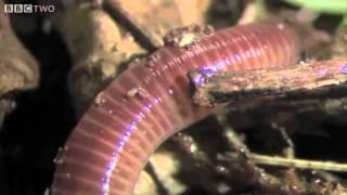 The Amazing World Of Earthworms In The UK - Springwatch - BBC