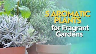 Top 5 Aromatic Plants for Fragrant Gardens