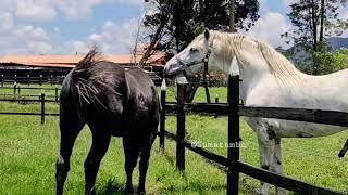 PADRE E HIJA - FATHER AND DAUGHTER for Horse Lovers