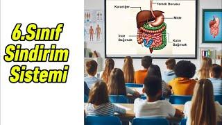 6.Sınıf Sindirim Sistemi